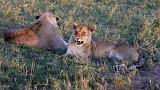 TANZANIA - Serengeti National Park - Leoni Lions - 72